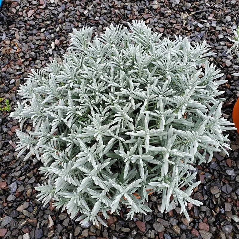 Sensational!™ Lavender 3 Sensational!™ Lavender - Image 3