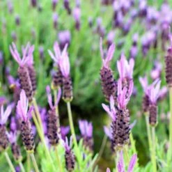 Purple Ribbon Spanish Lavender -Perennial Zone lavandula stoechas purple ribbon spanish lavender flowers 1