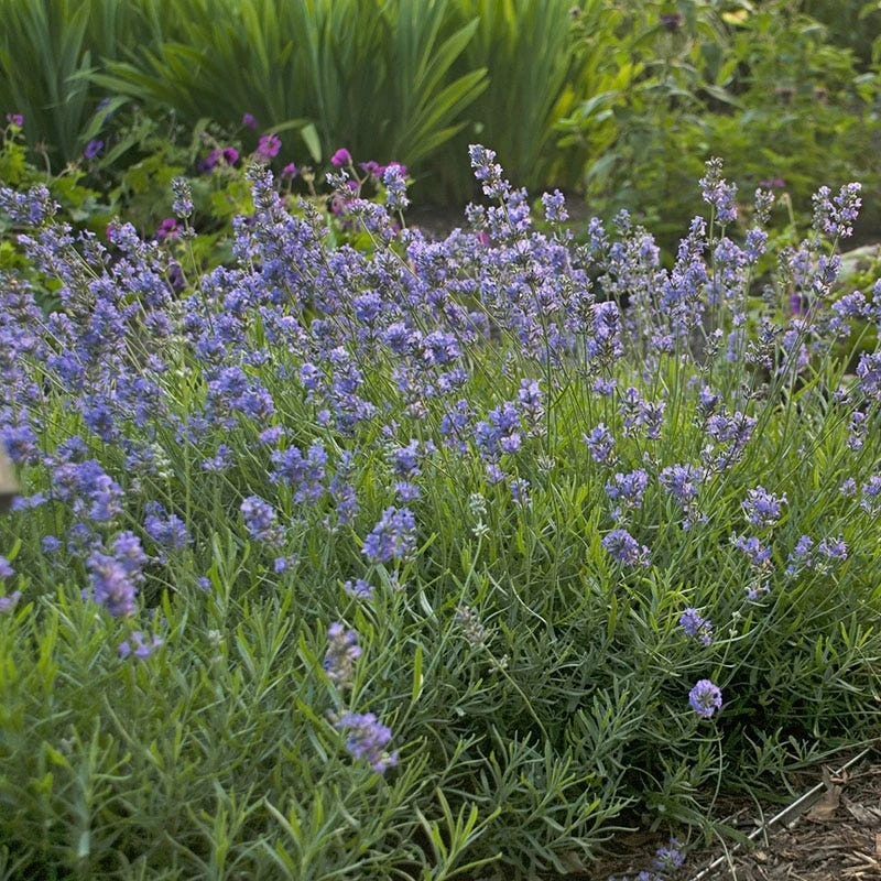 Blue Cushion English Lavender 2 Blue Cushion English Lavender - Image 2