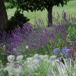 Sharon Roberts English Lavender -Perennial Zone lavandula sharon roberts 1