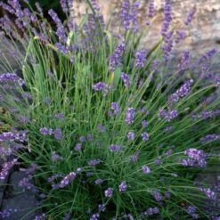Sharon Roberts English Lavender -Perennial Zone lavandula sharon roberts 1 1 1