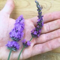 Sensational!™ Lavender 7 Sensational!™ Lavender -Perennial Zone lavender phenomenal flower hand