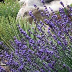 Sharon Roberts English Lavender -Perennial Zone lavender sharon roberts 1