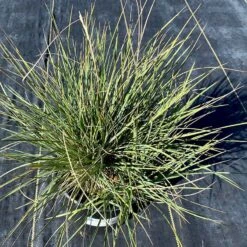 Basin Junior Wildrye -Perennial Zone leymus salinus basin junior growing