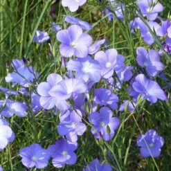 Spanish Blue Flax (Linum) -Perennial Zone linum narbonense spanish blue flax 1 cropped