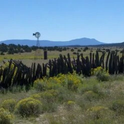 Little Prairie Native Wildflower Seed Mix 11 Little Prairie Native Wildflower Seed Mix -Perennial Zone little prairie mix bouteloua gracilis meadow