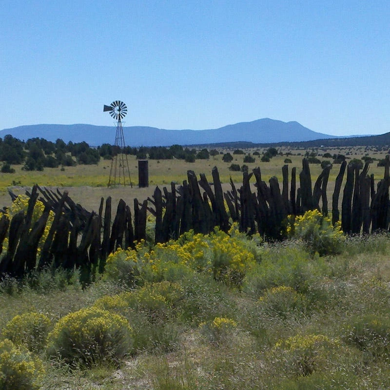 Little Prairie Native Wildflower Seed Mix 6 Little Prairie Native Wildflower Seed Mix - Image 6