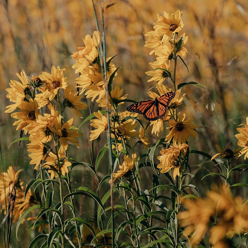 Little Prairie Native Wildflower Seed Mix 1 Little Prairie Native Wildflower Seed Mix