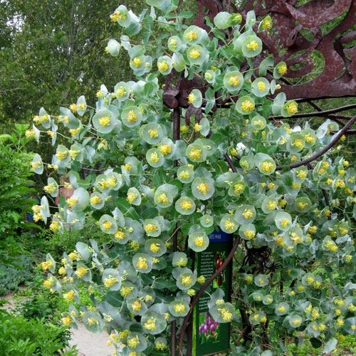 Kintzley's Ghost® Honeysuckle Vine 1 Kintzley's Ghost® Honeysuckle Vine