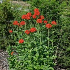 Maltese Cross (Silene) -Perennial Zone lychnis chalcedonica 3