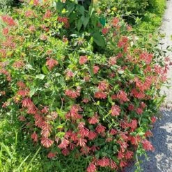 Major Wheeler Honeysuckle Vine -Perennial Zone major wheeler honeysuckle vine 2 1