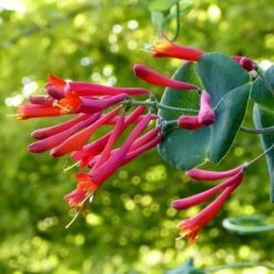Major Wheeler Honeysuckle Vine -Perennial Zone major wheeler honeysuckle vine c