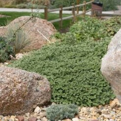 Silver Edged Horehound (Marrubium) 11 Silver Edged Horehound (Marrubium) -Perennial Zone marrubium rotundifolium plant select cropped
