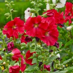 Mars Magic Single Hollyhock -Perennial Zone mars magic single hollyhock alcea rosea walters garden flowers