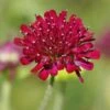 Mars Midget Pincushion Flower