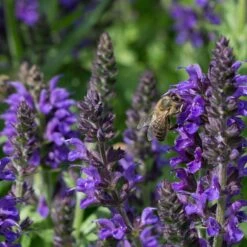 May Night Salvia 7 May Night Salvia -Perennial Zone may night savlia bee