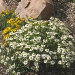 Perennial Zone -Perennial Zone melampodium leucanthemum 82609 2 1 1