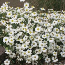 Blackfoot Daisy (Melampodium) -Perennial Zone melampodium leucanthemum 82609 1