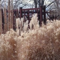 Gracillimus Miscanthus Grass -Perennial Zone miscanthus ornamental grass winter
