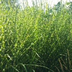 Gold Breeze Miscanthus Grass 7 Gold Breeze Miscanthus Grass -Perennial Zone miscanthus gold breeze 2 cropped