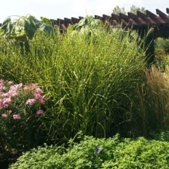 Gold Breeze Miscanthus Grass 6 Gold Breeze Miscanthus Grass -Perennial Zone miscanthus gold breeze 3 cropped