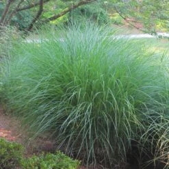 Gracillimus Miscanthus Grass -Perennial Zone miscanthus gracillimus hni 02 cropped