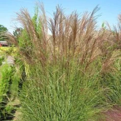 Gracillimus Miscanthus Grass -Perennial Zone miscanthus gracillimus hni 03 cropped