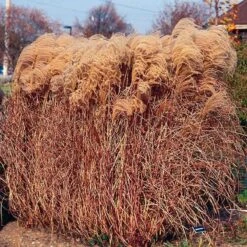 Gracillimus Miscanthus Grass -Perennial Zone miscanthus gracillimus walters gardens cropped