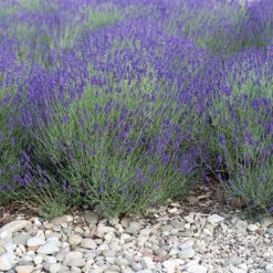 Mitcham Gray English Lavender -Perennial Zone mitcham gray english lavender 1