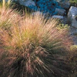 Undaunted® Ruby Muhly Grass -Perennial Zone muhlenbergia reverchon 71138 1 web 4