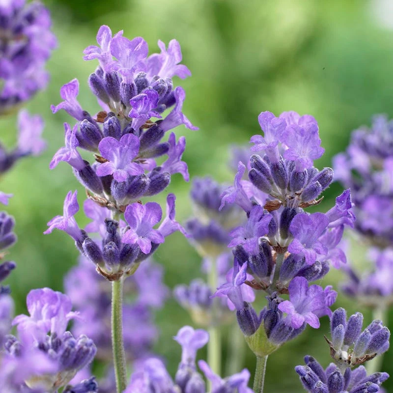 Munstead Violet English Lavender 2 Munstead Violet English Lavender - Image 2