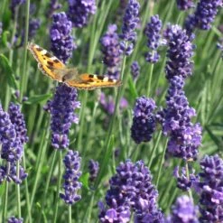 Munstead Violet English Lavender 5 Munstead Violet English Lavender -Perennial Zone munstead violet english lavender meadow pollinator