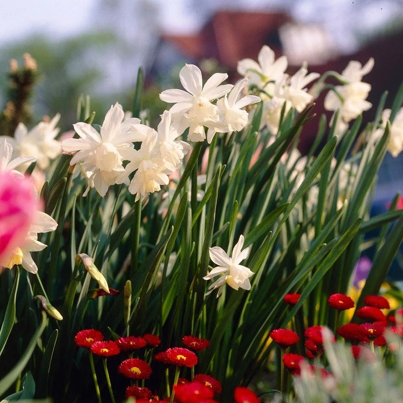 Thalia Daffodil 2 Thalia Daffodil - Image 2