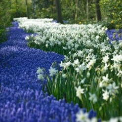 Thalia Daffodil 5 Thalia Daffodil -Perennial Zone narcissus thalia muscari armen 2