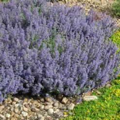 Select Blue Nepeta -Perennial Zone nepeta faassenii select blue delosperma nubiginum