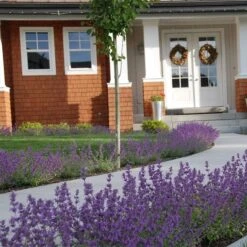 Little Trudy® Nepeta 5 Little Trudy® Nepeta -Perennial Zone nepeta little trudy catmint must credit plant select 1