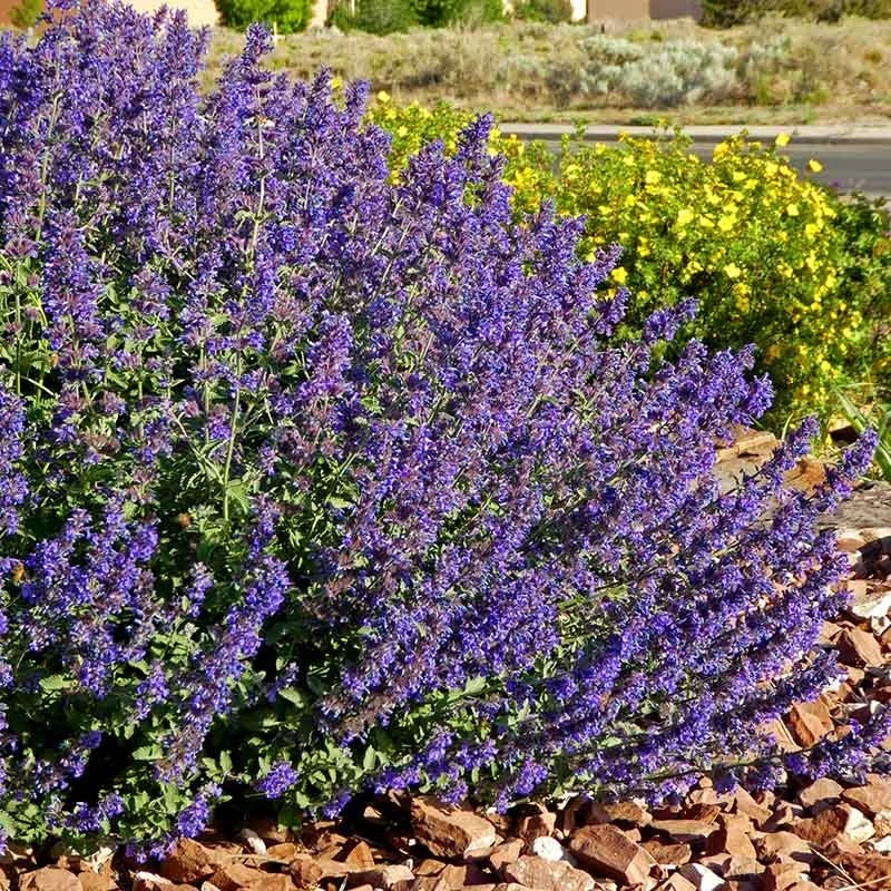 Walker's Deep Blue Nepeta 1 Walker's Deep Blue Nepeta