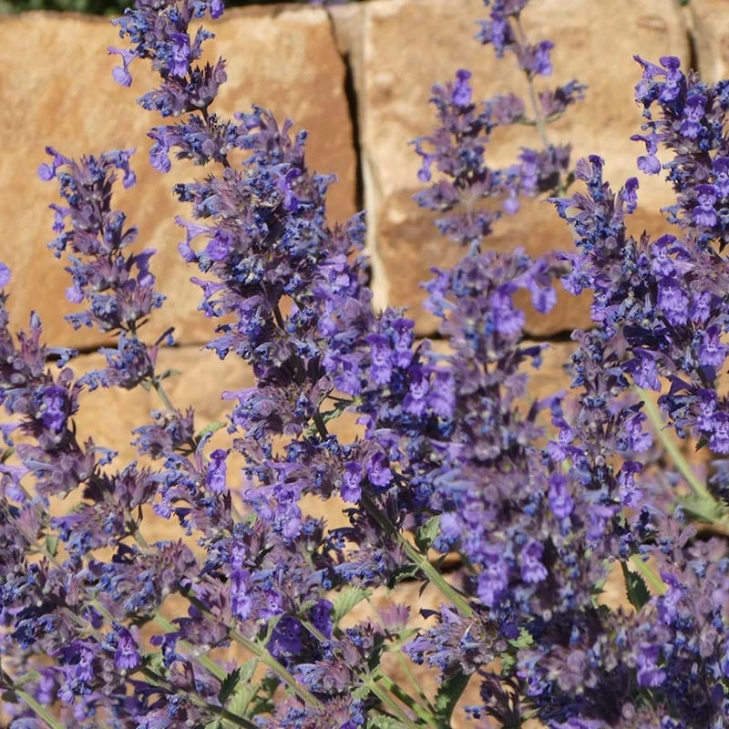 Walker's Deep Blue Nepeta 4 Walker's Deep Blue Nepeta - Image 4