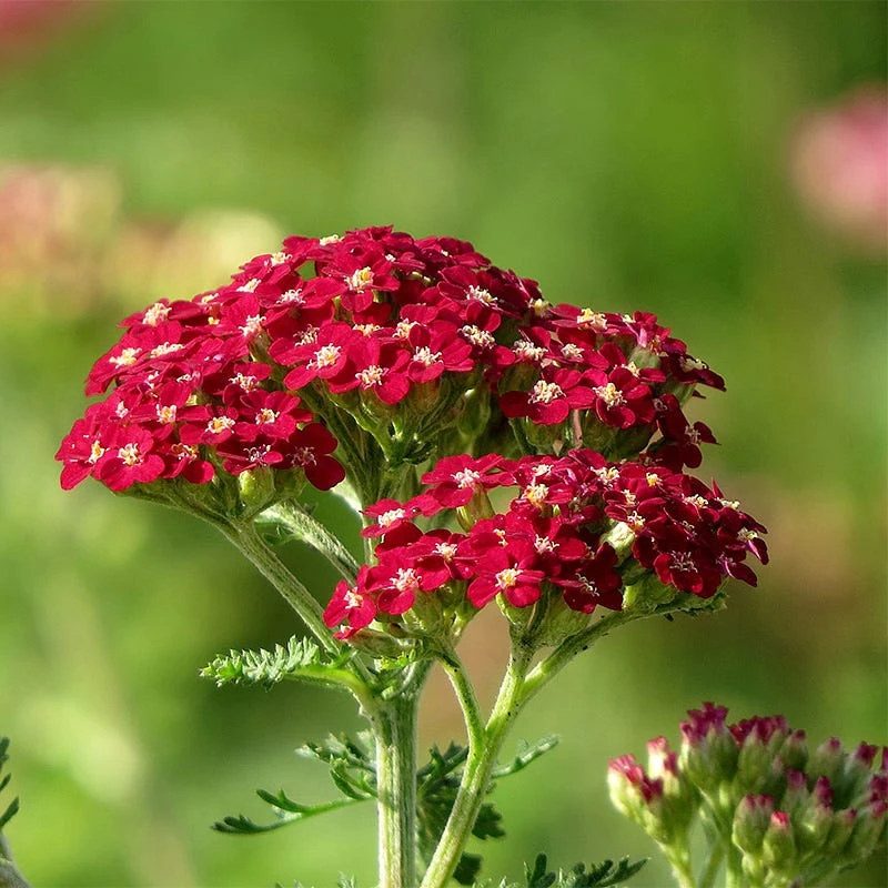 New Vintage™ Red Yarrow 1 New Vintage™ Red Yarrow