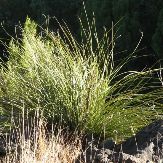 Green's Beargrass (Nolina) 2 Green's Beargrass (Nolina) - Image 2