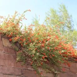Orange Carpet® Creeping Hummingbird Trumpet (Zauschneria) 8 Orange Carpet® Creeping Hummingbird Trumpet (Zauschneria) -Perennial Zone orange carpet creeping hummingbird trumpet zauschneria hanging garden flowers