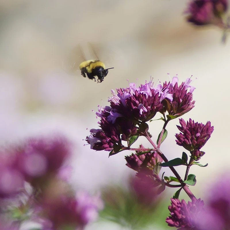 Rotkugel Ornamental Oregano 1 Rotkugel Ornamental Oregano