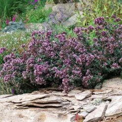 Rotkugel Ornamental Oregano 11 Rotkugel Ornamental Oregano -Perennial Zone origanum rotkugel 1 cropped web