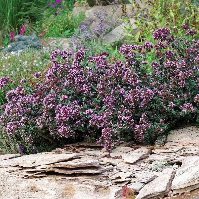 Rotkugel Ornamental Oregano 6 Rotkugel Ornamental Oregano - Image 6