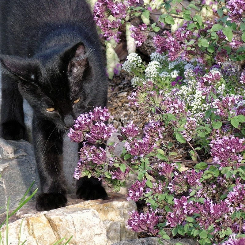Rotkugel Ornamental Oregano 2 Rotkugel Ornamental Oregano - Image 2
