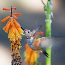 Dwarf Red Hot Poker -Perennial Zone pam koch hummingbird and kniphofia az