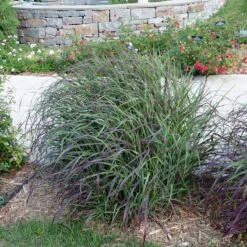 Ruby Ribbons® Prairie Switchgrass -Perennial Zone panicum virgatum ruby ribbons switchgrass 6 1