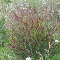 Shenandoah Switch Grass 10 Shenandoah Switch Grass -Perennial Zone panicum shenandoah hni 01 cropped