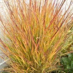 Ruby Ribbons® Prairie Switchgrass -Perennial Zone panicum virgatum ruby ribbons 2 1