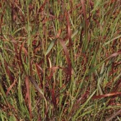 Shenandoah Switch Grass 8 Shenandoah Switch Grass -Perennial Zone panicum virgatum shenandoah 74540 web 2 1